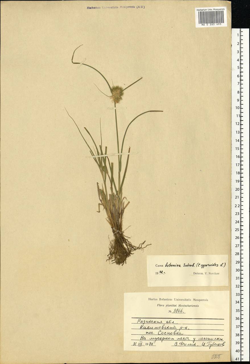 Carex bohemica Schreb., Eastern Europe, Central region (E4) (Russia)