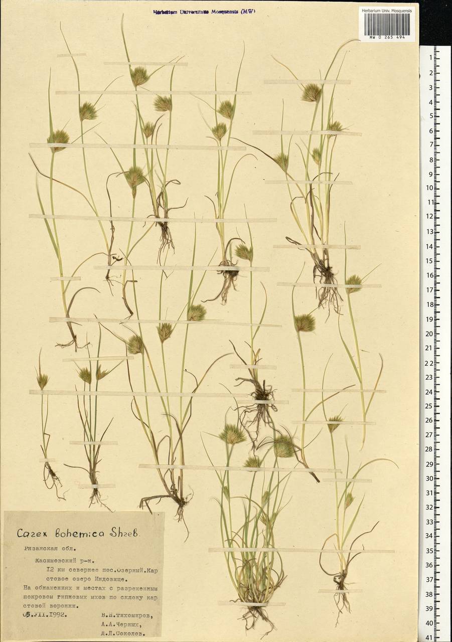 Carex bohemica Schreb., Eastern Europe, Central region (E4) (Russia)