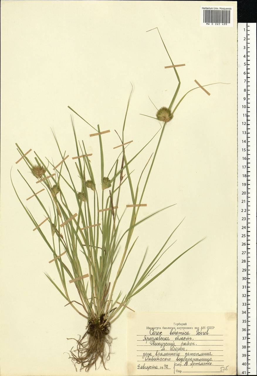 Carex bohemica Schreb., Eastern Europe, Central forest region (E5) (Russia)