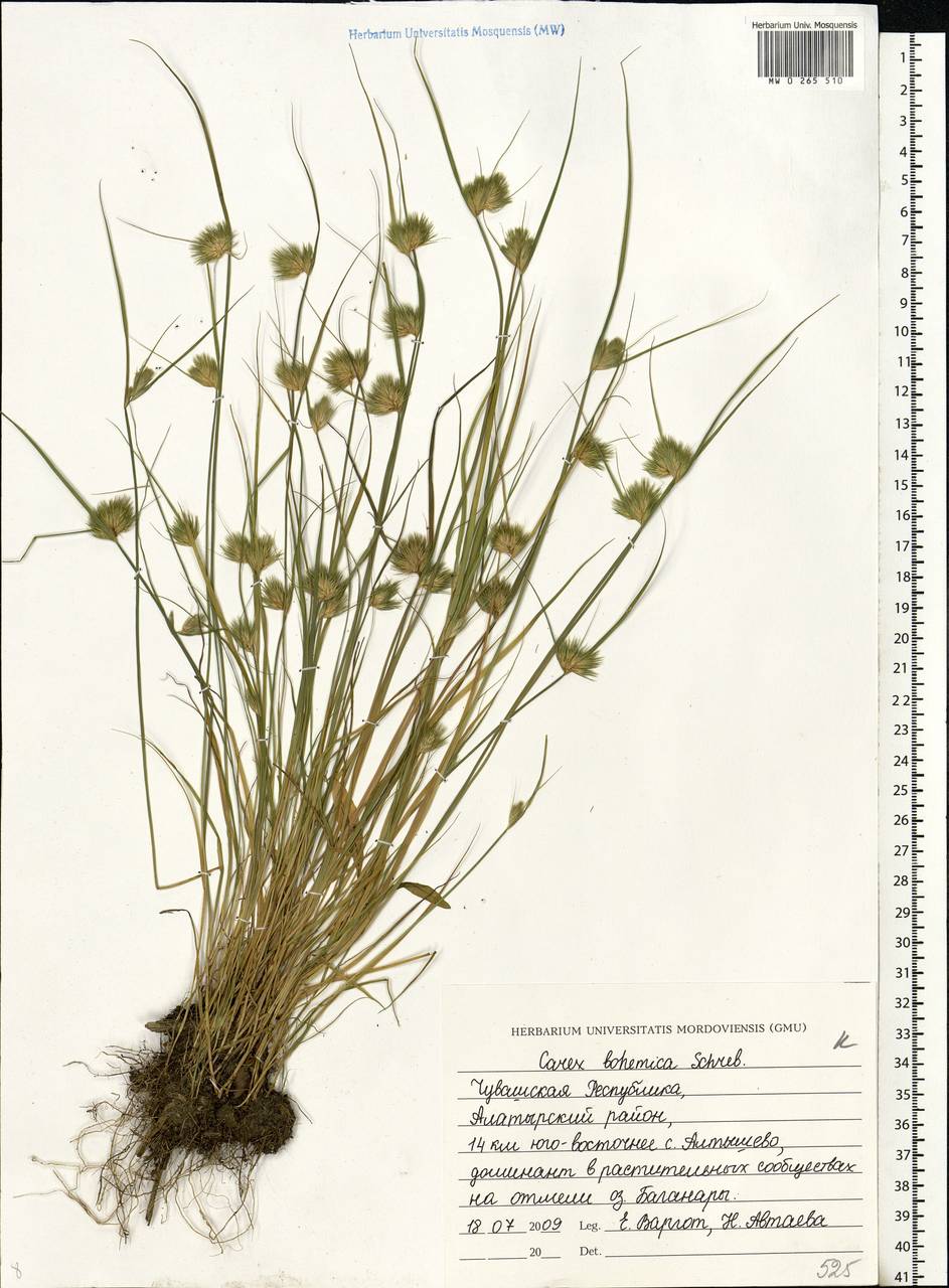 Carex bohemica Schreb., Eastern Europe, Middle Volga region (E8) (Russia)