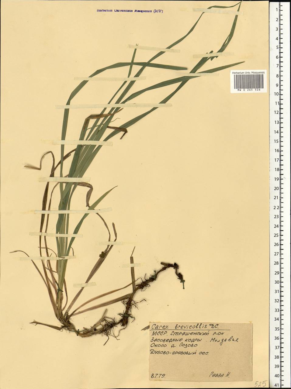 Carex brevicollis DC., Eastern Europe, Moldova (E13a) (Moldova)