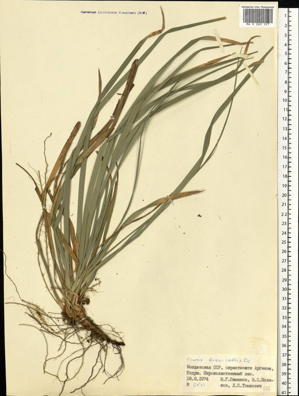 Carex brevicollis DC., Eastern Europe, Moldova (E13a) (Moldova)