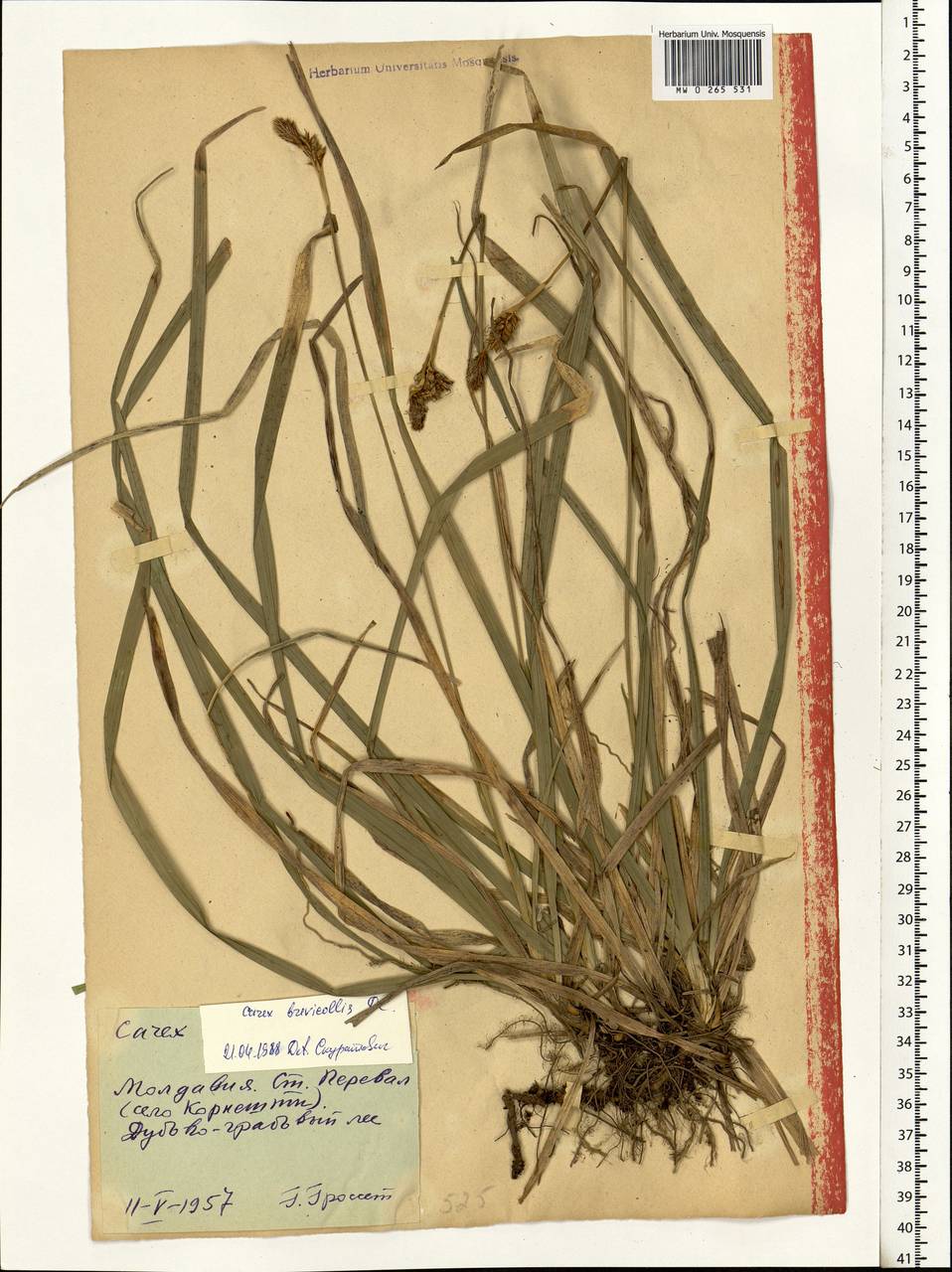 Carex brevicollis DC., Eastern Europe, Moldova (E13a) (Moldova)