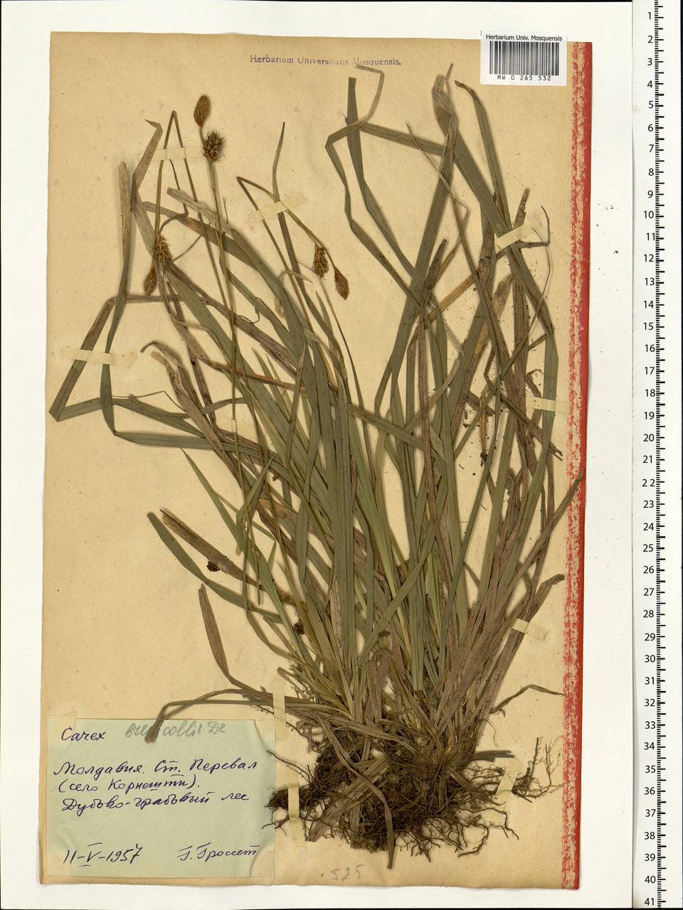 Carex brevicollis DC., Eastern Europe, Moldova (E13a) (Moldova)