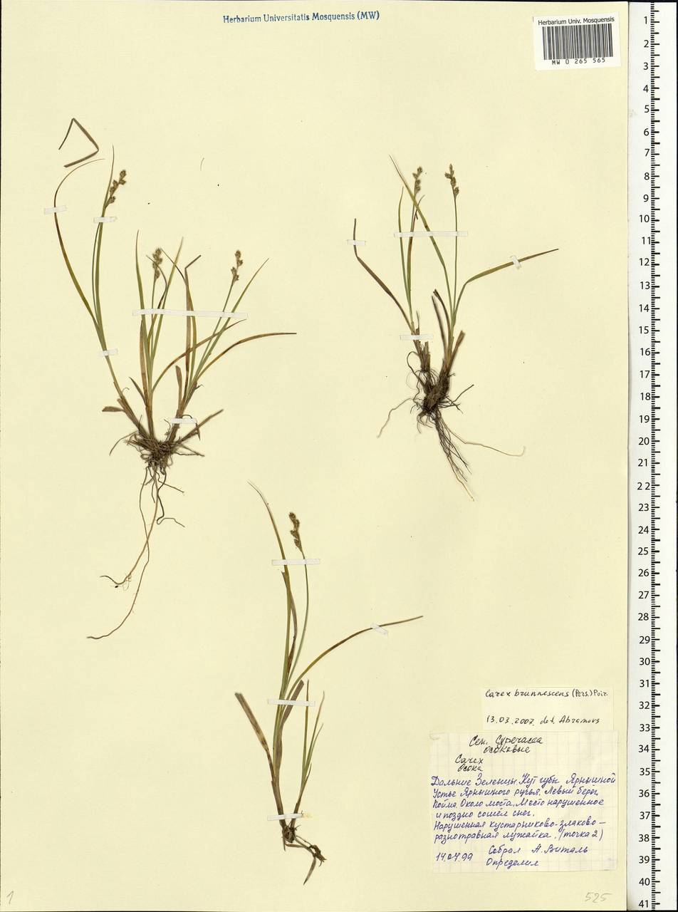 Carex brunnescens (Pers.) Poir., Eastern Europe, Northern region (E1) (Russia)