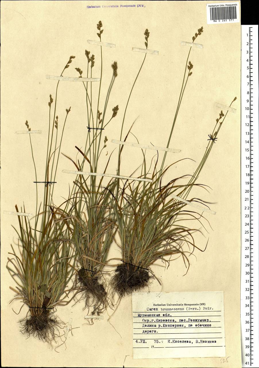 Carex brunnescens (Pers.) Poir., Eastern Europe, Northern region (E1) (Russia)