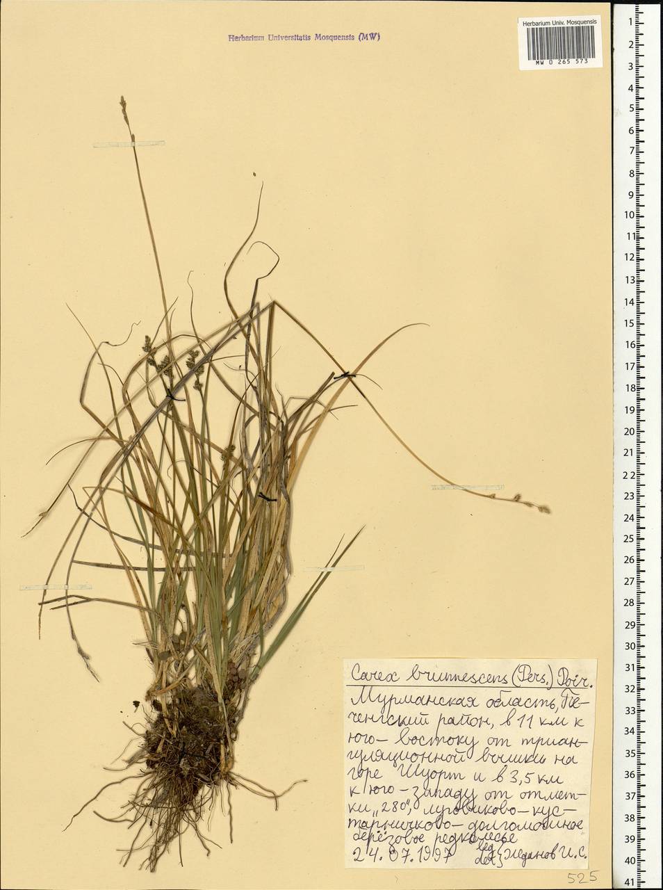Carex brunnescens (Pers.) Poir., Eastern Europe, Northern region (E1) (Russia)