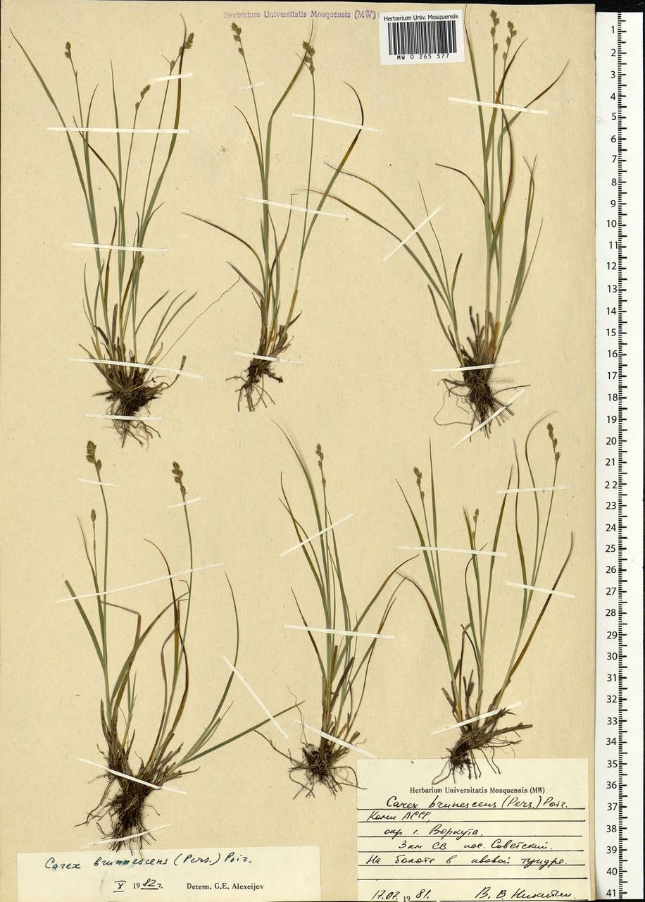 Carex brunnescens (Pers.) Poir., Eastern Europe, Northern region (E1) (Russia)