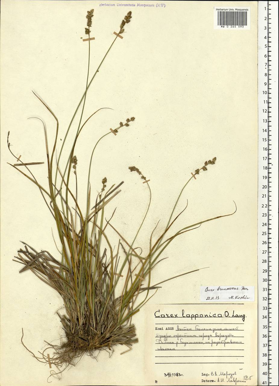 Carex brunnescens (Pers.) Poir., Eastern Europe, Northern region (E1) (Russia)