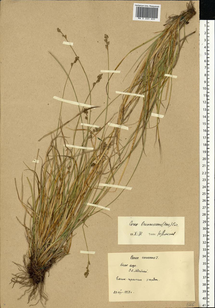 Carex brunnescens (Pers.) Poir., Eastern Europe, Northern region (E1) (Russia)