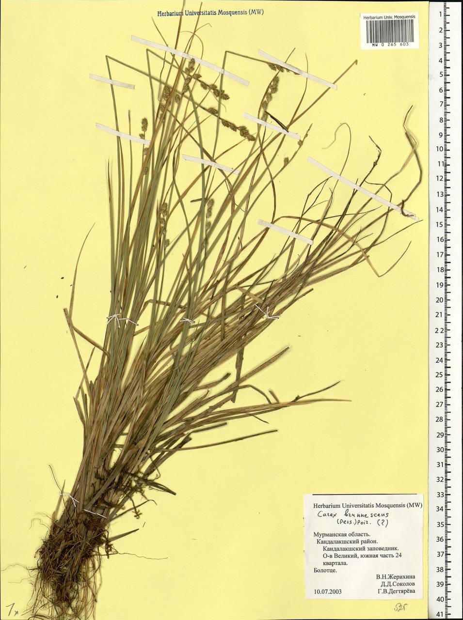 Carex brunnescens (Pers.) Poir., Eastern Europe, Northern region (E1) (Russia)