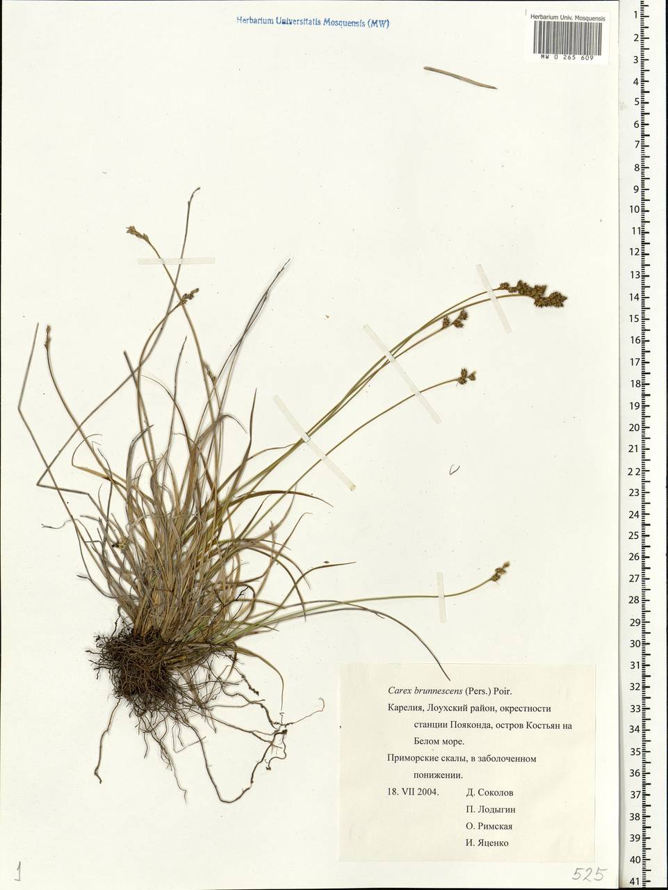 Carex brunnescens (Pers.) Poir., Eastern Europe, Northern region (E1) (Russia)