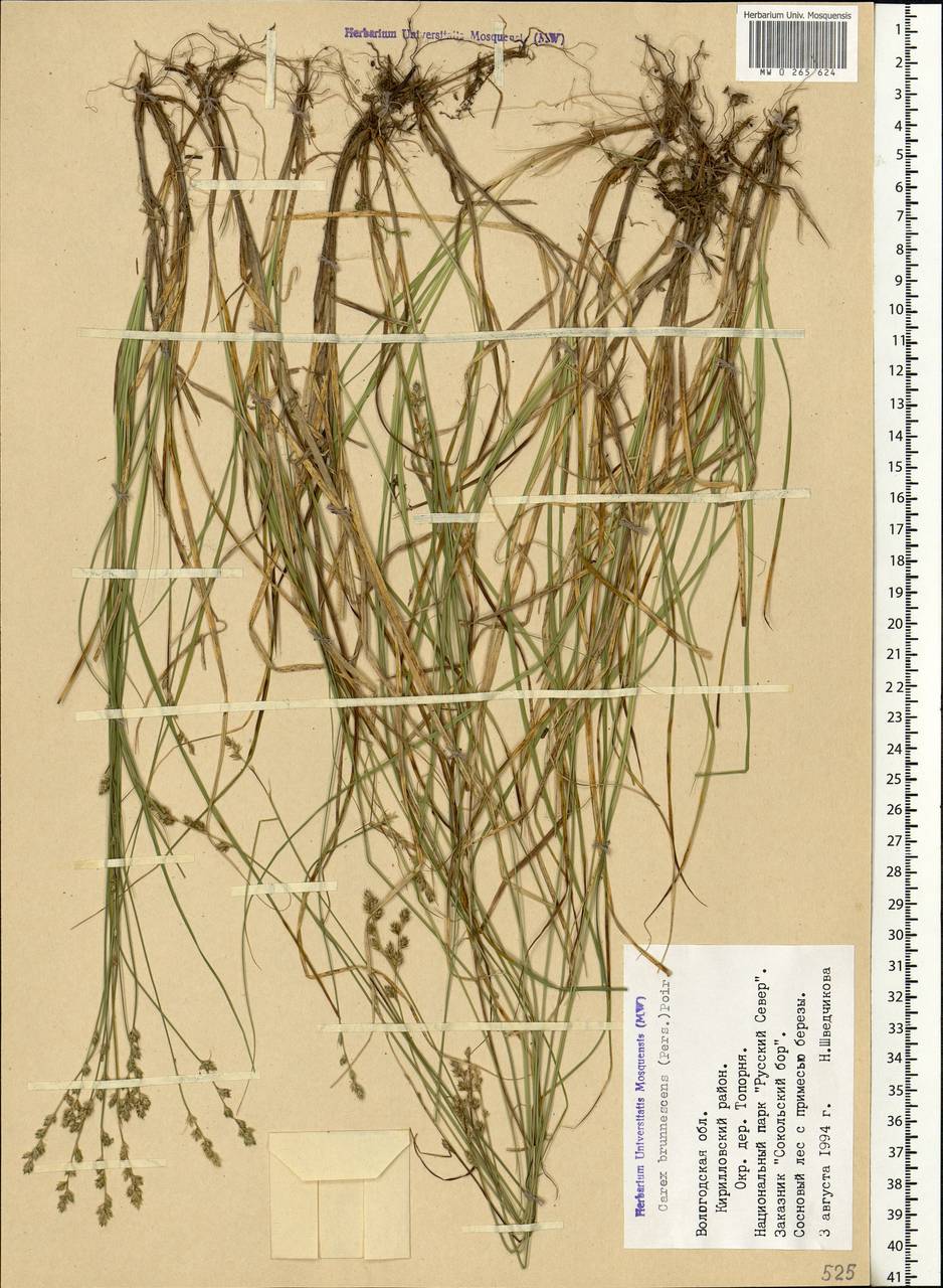 Carex brunnescens (Pers.) Poir., Eastern Europe, Northern region (E1) (Russia)