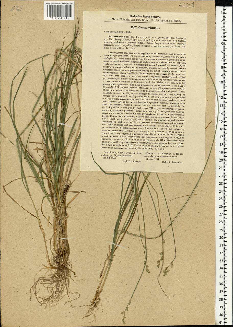 Carex brunnescens (Pers.) Poir., Eastern Europe, North-Western region (E2) (Russia)