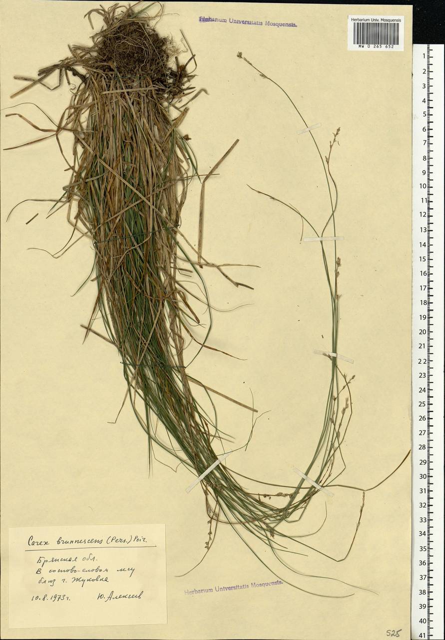 Carex brunnescens (Pers.) Poir., Eastern Europe, Western region (E3) (Russia)