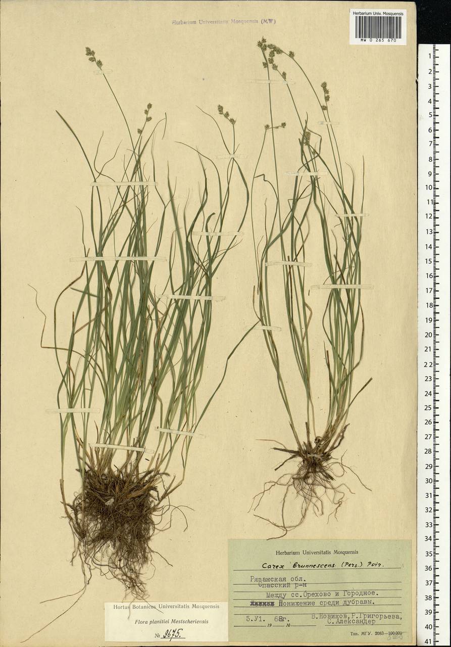 Carex brunnescens (Pers.) Poir., Eastern Europe, Central region (E4) (Russia)