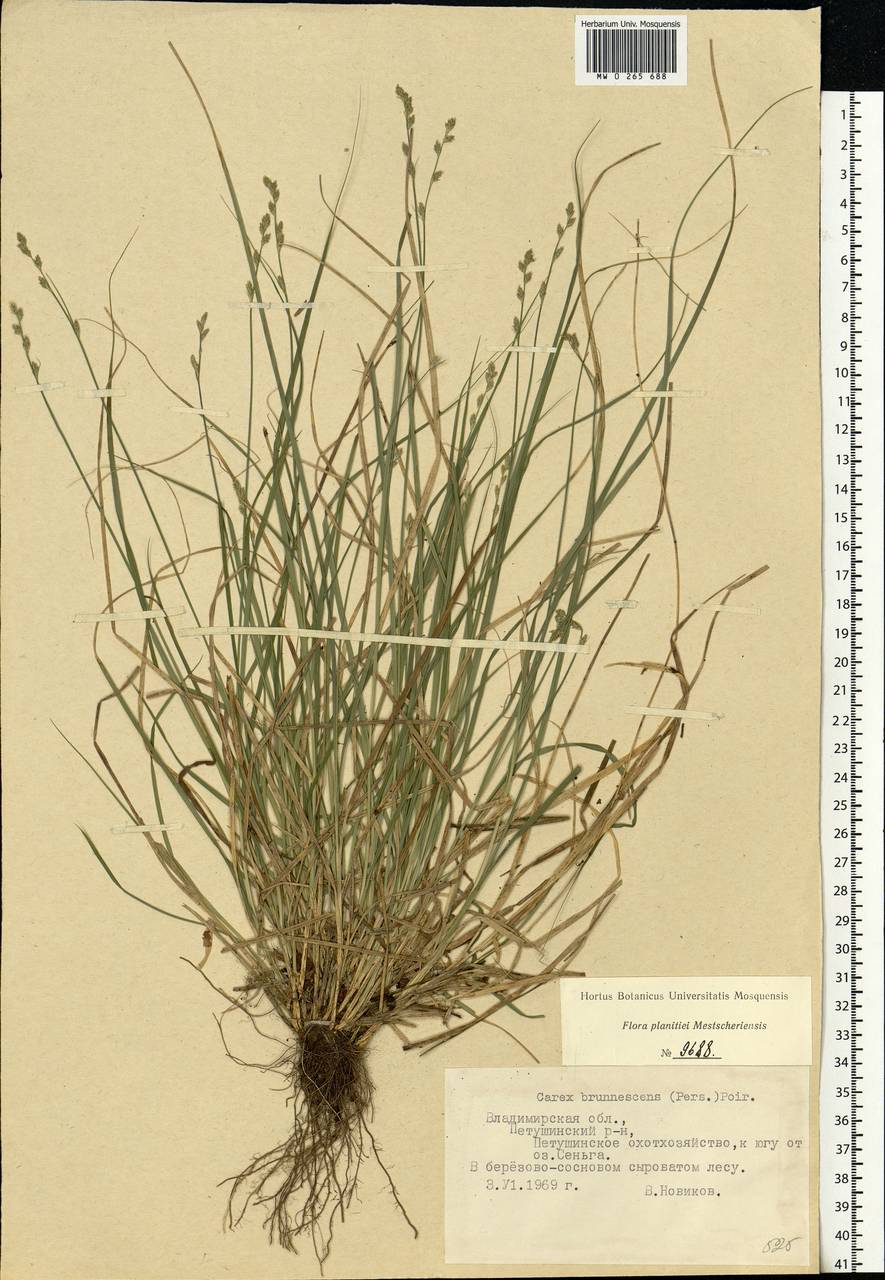 Carex brunnescens (Pers.) Poir., Eastern Europe, Central region (E4) (Russia)