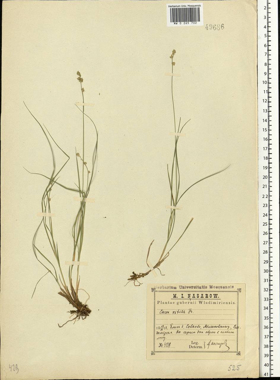 Carex brunnescens (Pers.) Poir., Eastern Europe, Central region (E4) (Russia)