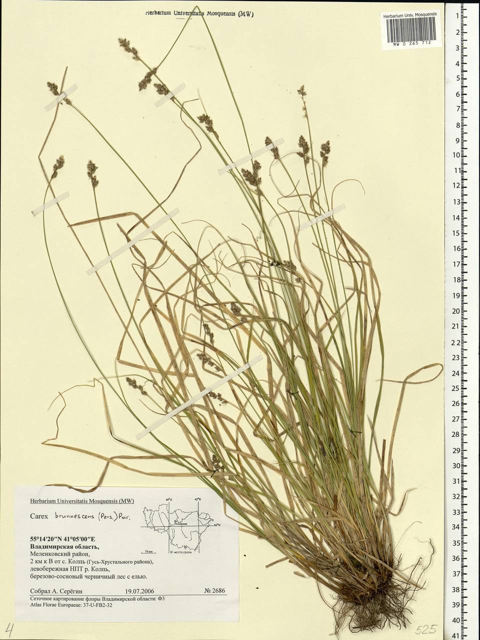 Carex brunnescens (Pers.) Poir., Eastern Europe, Central region (E4) (Russia)