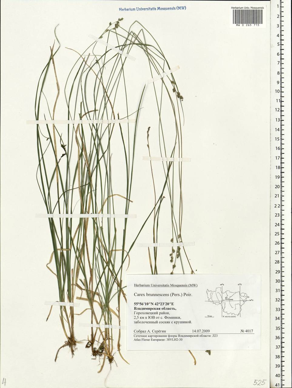 Carex brunnescens (Pers.) Poir., Eastern Europe, Central region (E4) (Russia)