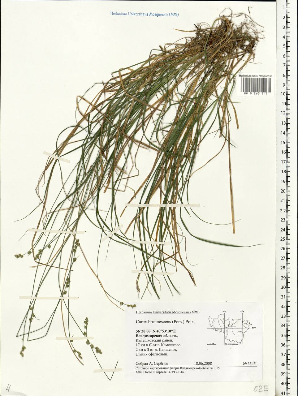 Carex brunnescens (Pers.) Poir., Eastern Europe, Central region (E4) (Russia)