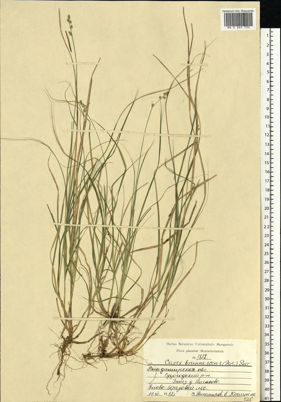 Carex brunnescens (Pers.) Poir., Eastern Europe, Central region (E4) (Russia)
