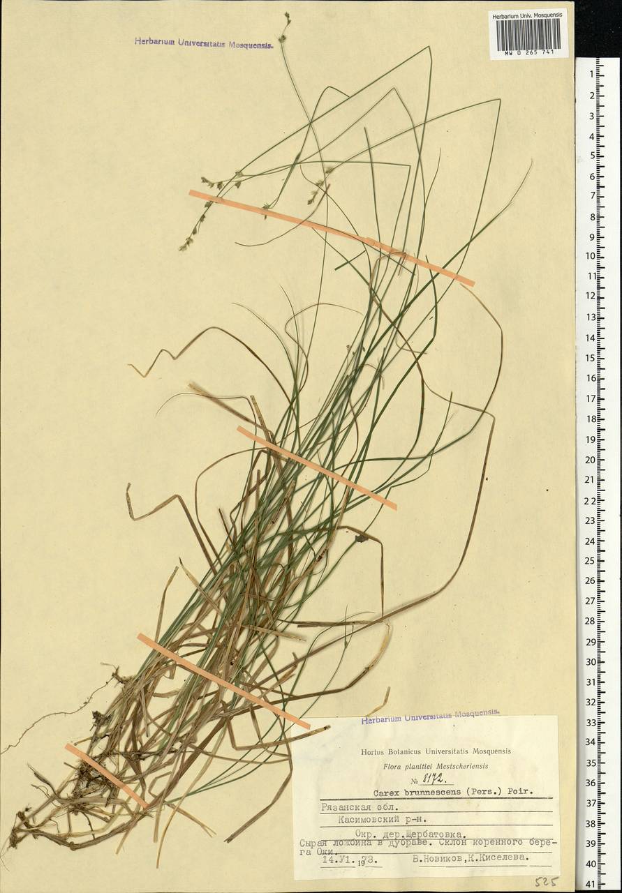 Carex brunnescens (Pers.) Poir., Eastern Europe, Central region (E4) (Russia)