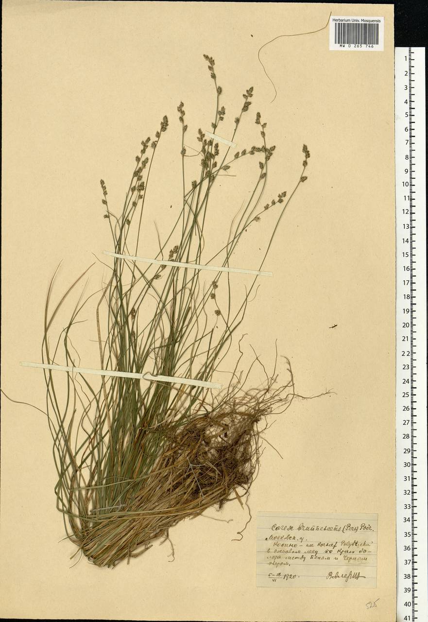 Carex brunnescens (Pers.) Poir., Eastern Europe, Moscow region (E4a) (Russia)