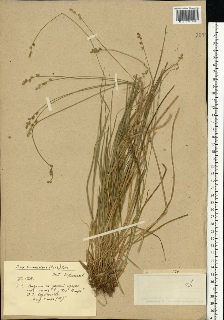 Carex brunnescens (Pers.) Poir., Eastern Europe, Moscow region (E4a) (Russia)