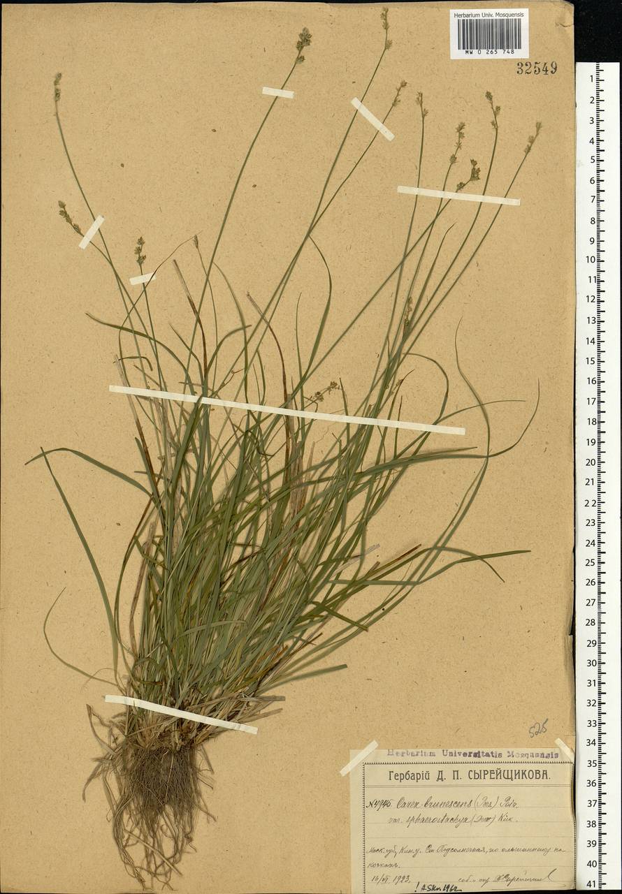 Carex brunnescens (Pers.) Poir., Eastern Europe, Moscow region (E4a) (Russia)