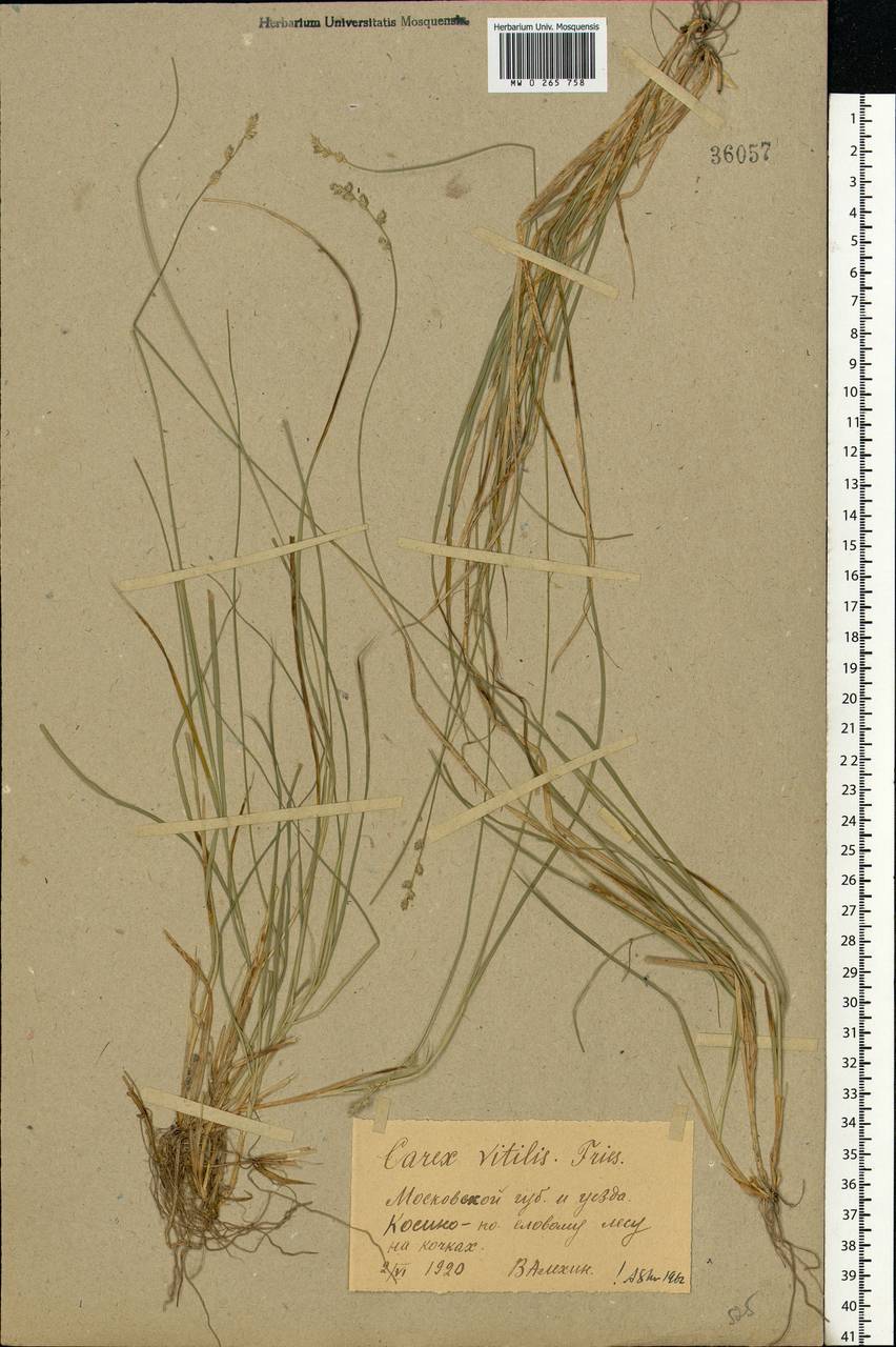 Carex brunnescens (Pers.) Poir., Eastern Europe, Moscow region (E4a) (Russia)