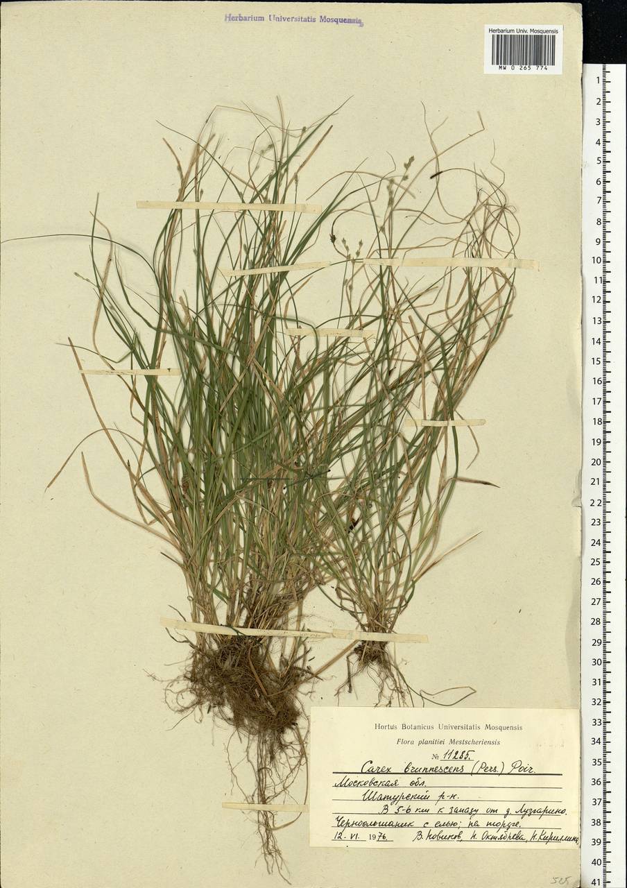 Carex brunnescens (Pers.) Poir., Eastern Europe, Moscow region (E4a) (Russia)