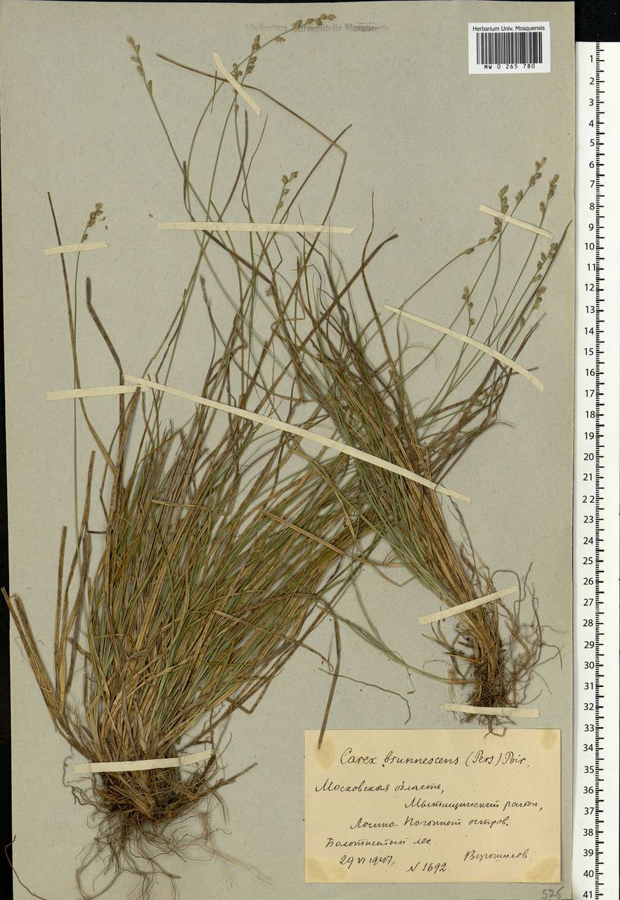 Carex brunnescens (Pers.) Poir., Eastern Europe, Moscow region (E4a) (Russia)