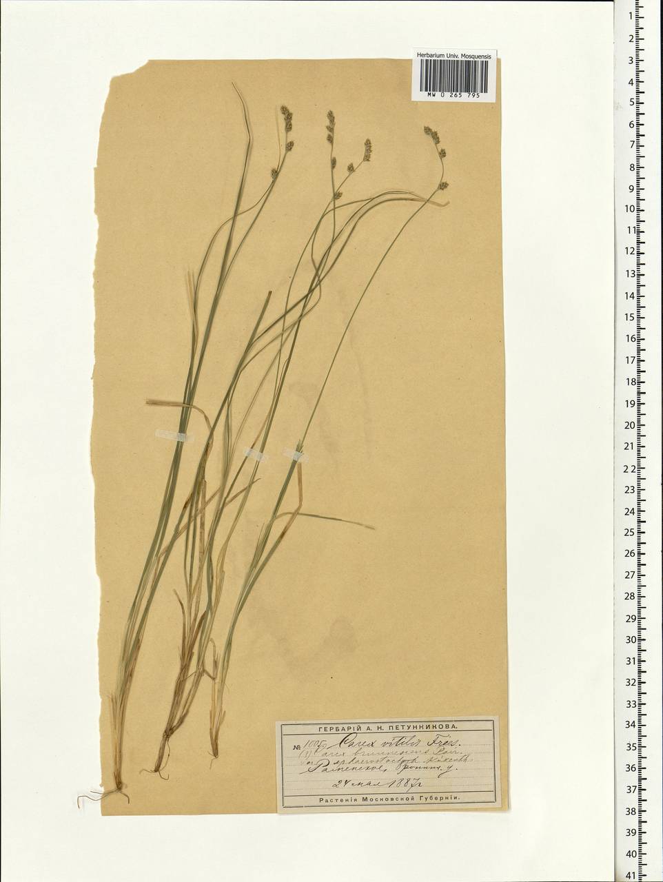 Carex brunnescens (Pers.) Poir., Eastern Europe, Moscow region (E4a) (Russia)