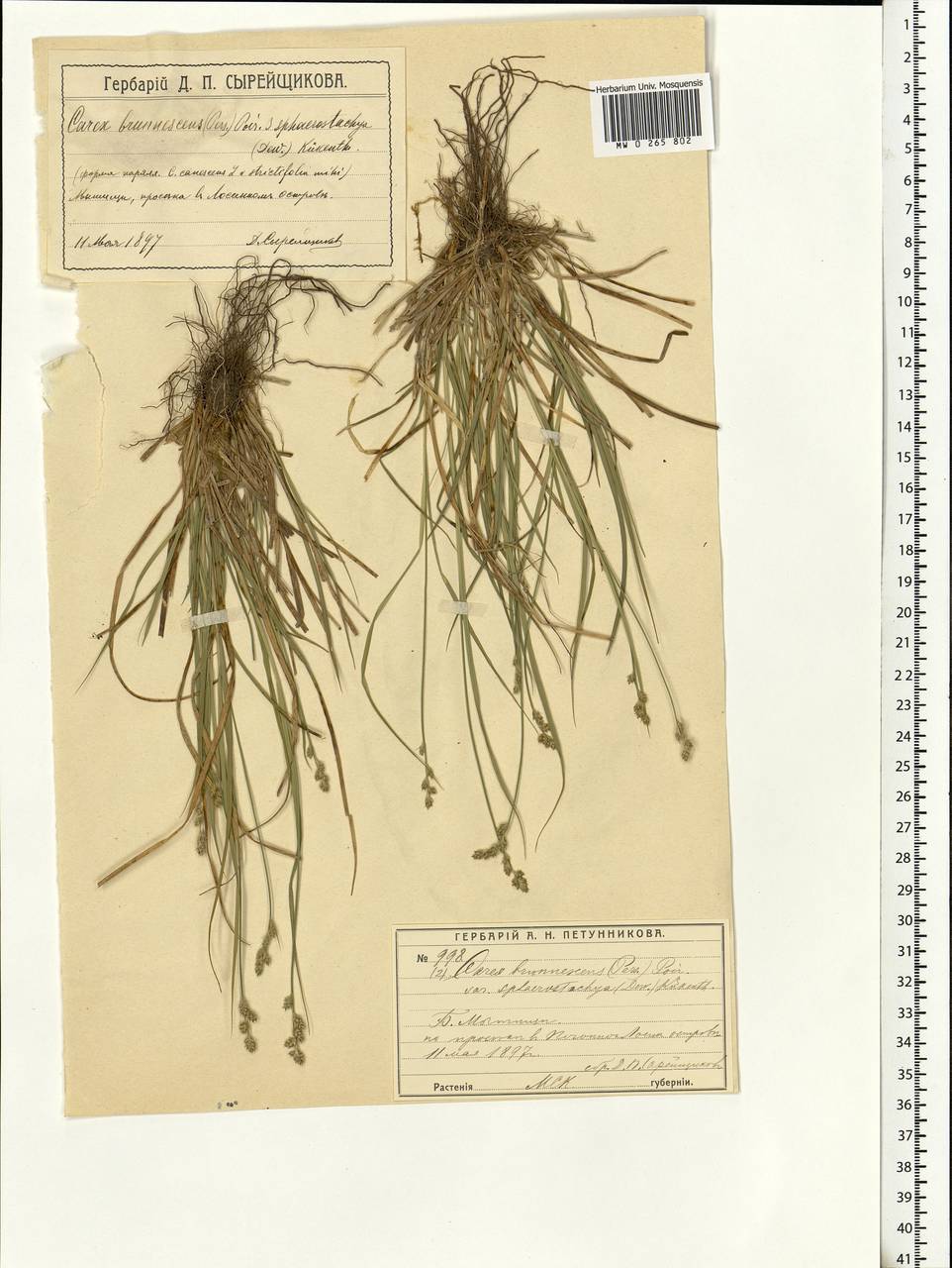 Carex brunnescens (Pers.) Poir., Eastern Europe, Moscow region (E4a) (Russia)