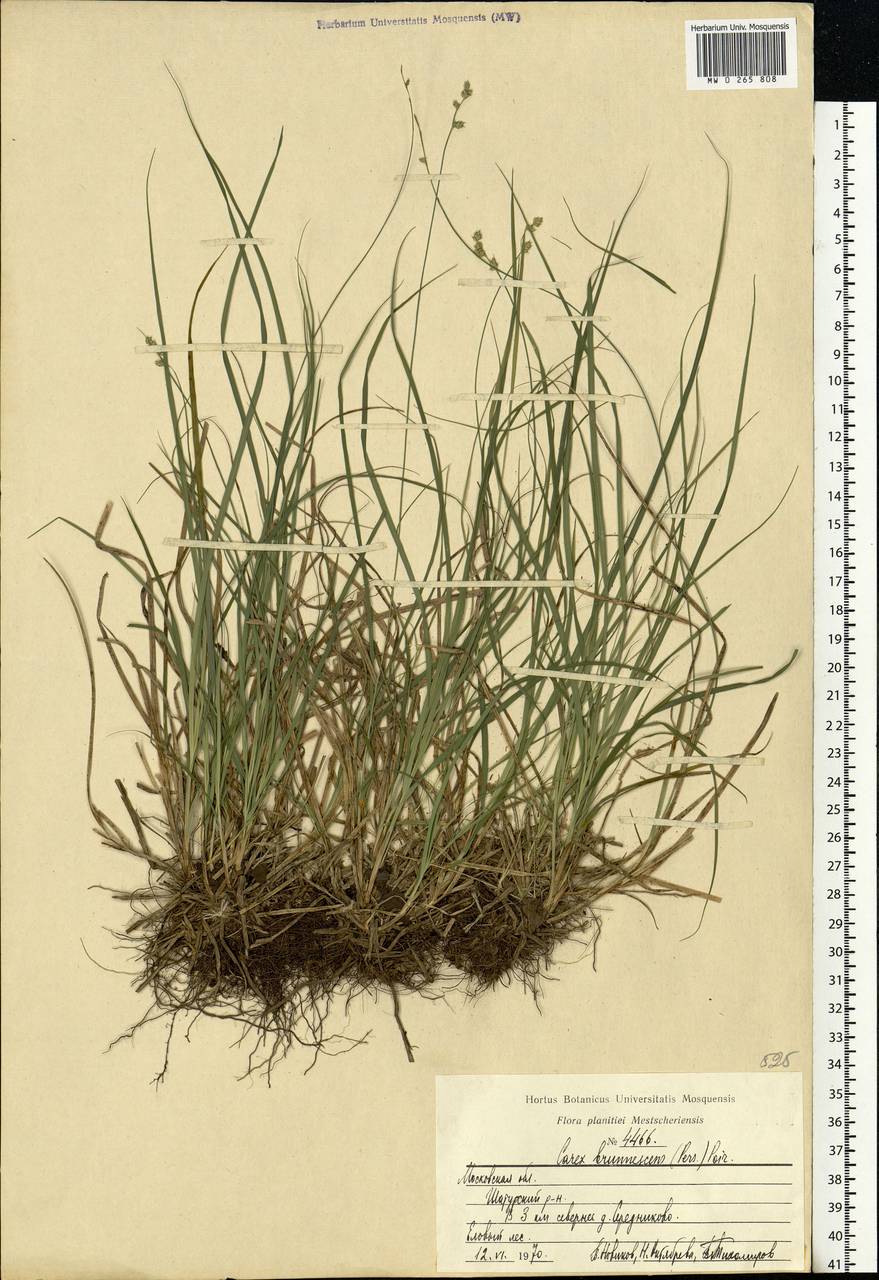 Carex brunnescens (Pers.) Poir., Eastern Europe, Moscow region (E4a) (Russia)