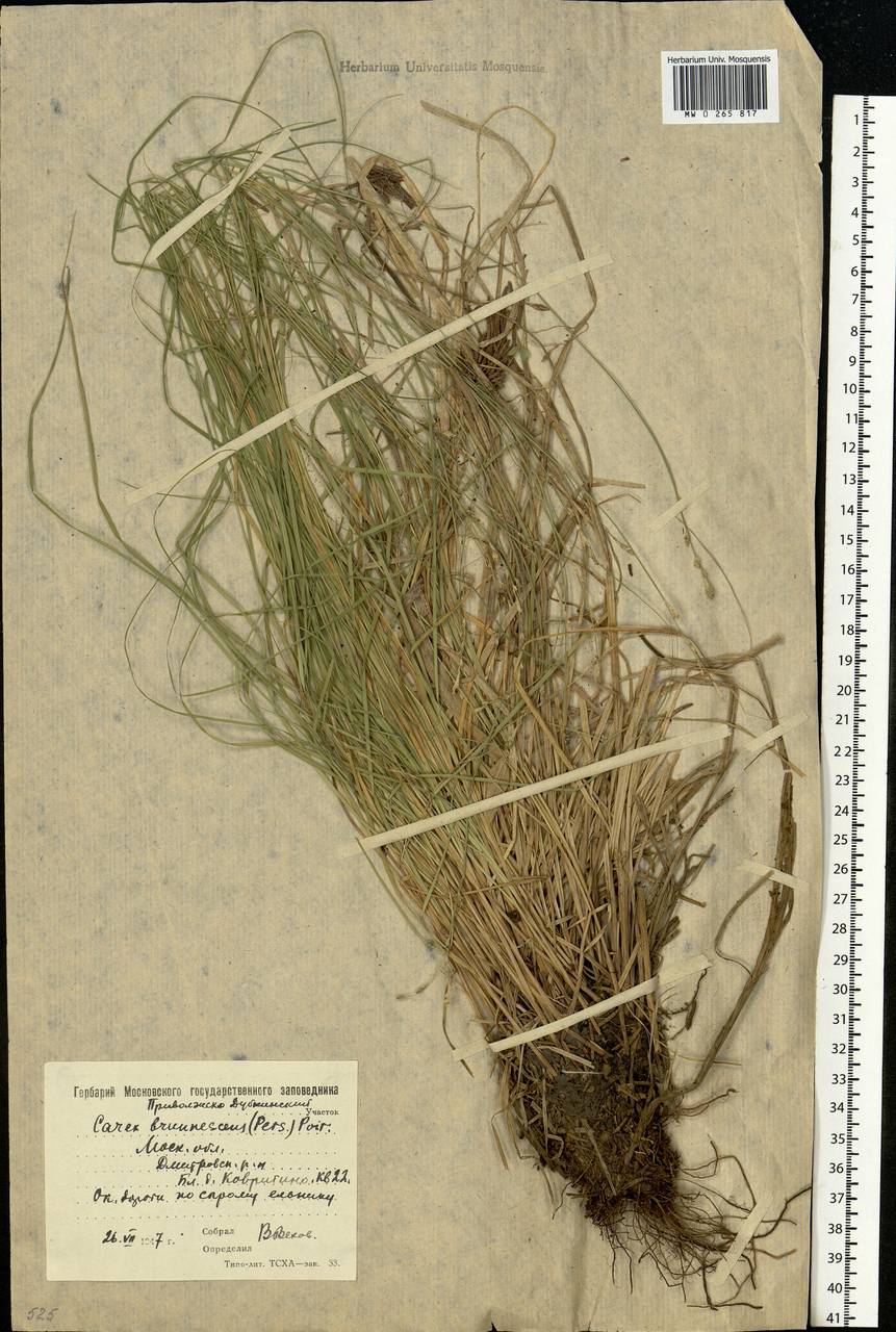 Carex brunnescens (Pers.) Poir., Eastern Europe, Moscow region (E4a) (Russia)