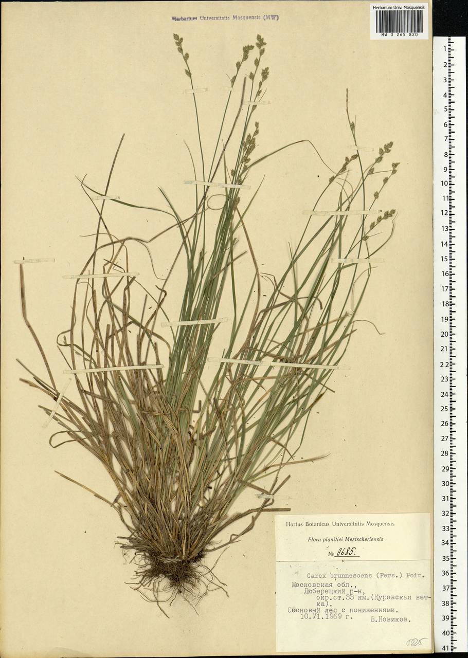 Carex brunnescens (Pers.) Poir., Eastern Europe, Moscow region (E4a) (Russia)