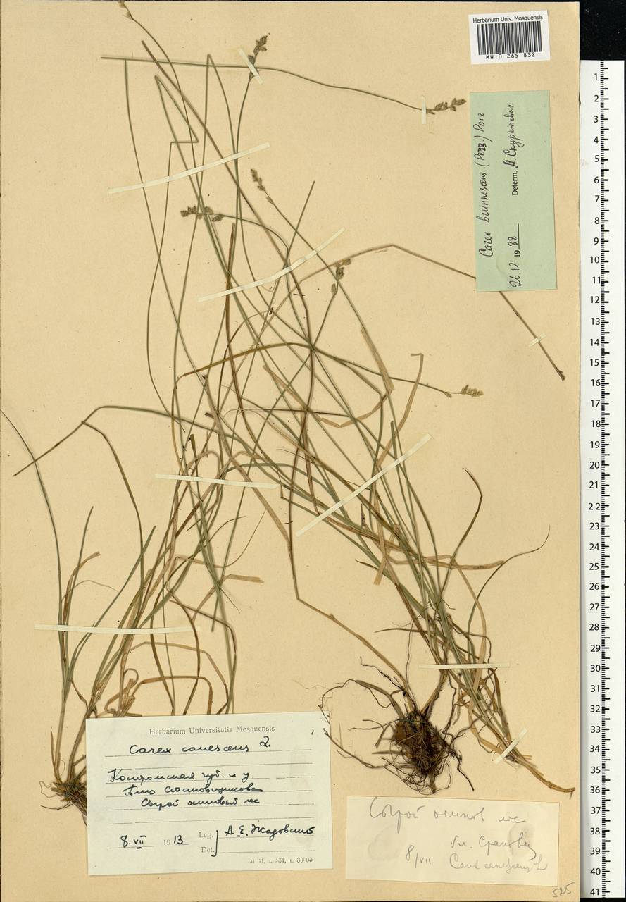 Carex brunnescens (Pers.) Poir., Eastern Europe, Central forest region (E5) (Russia)