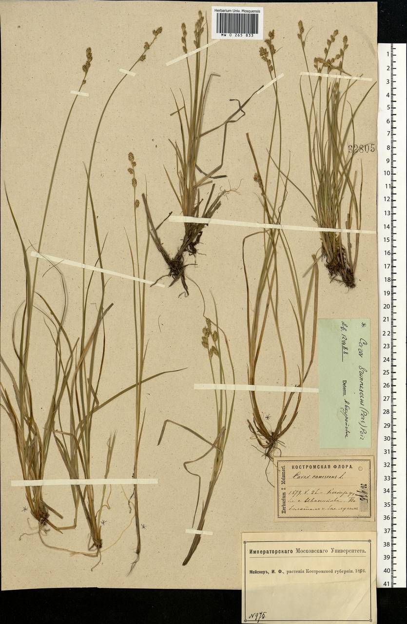 Carex brunnescens (Pers.) Poir., Eastern Europe, Central forest region (E5) (Russia)