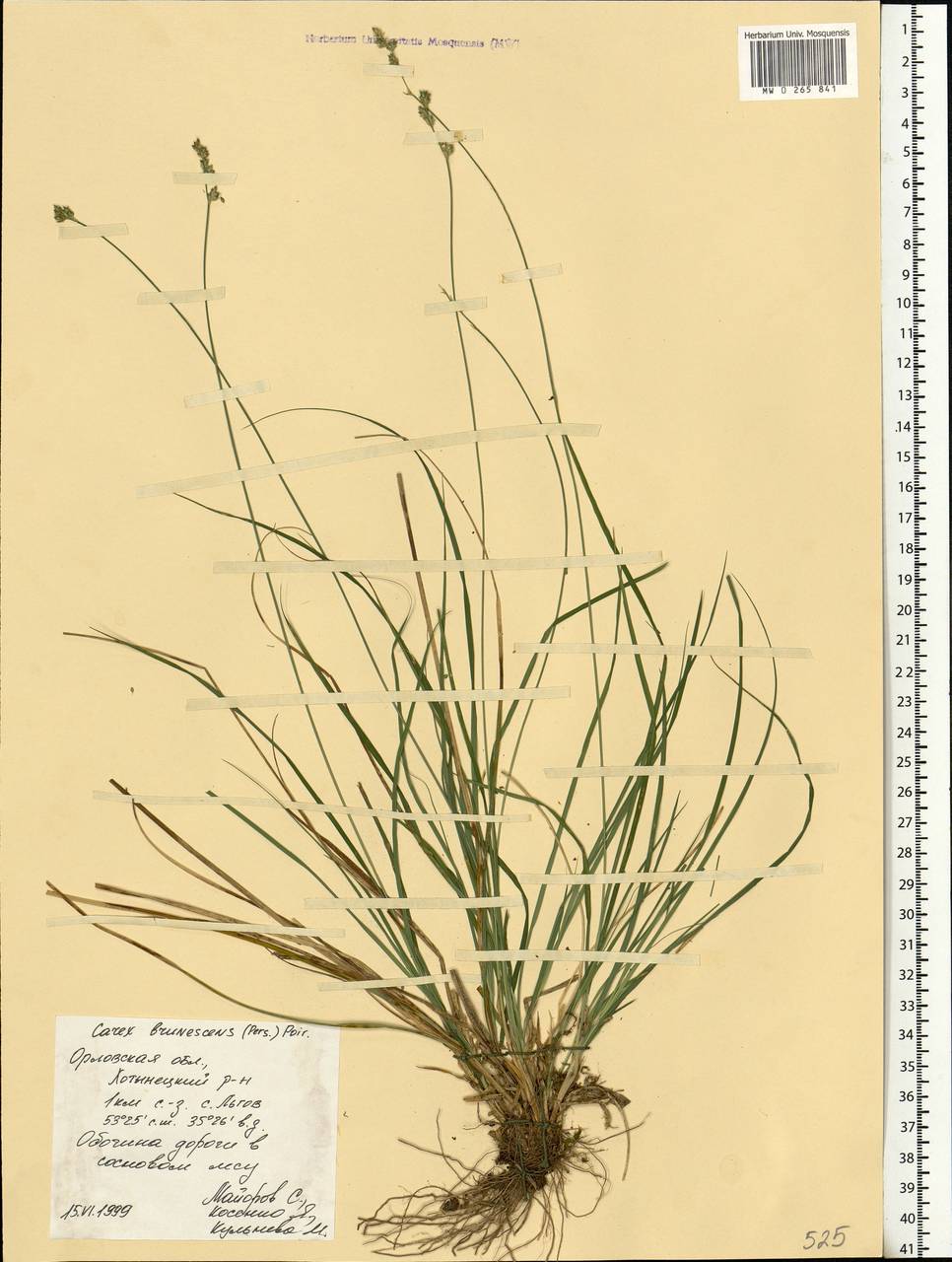 Carex brunnescens (Pers.) Poir., Eastern Europe, Central forest-and-steppe region (E6) (Russia)