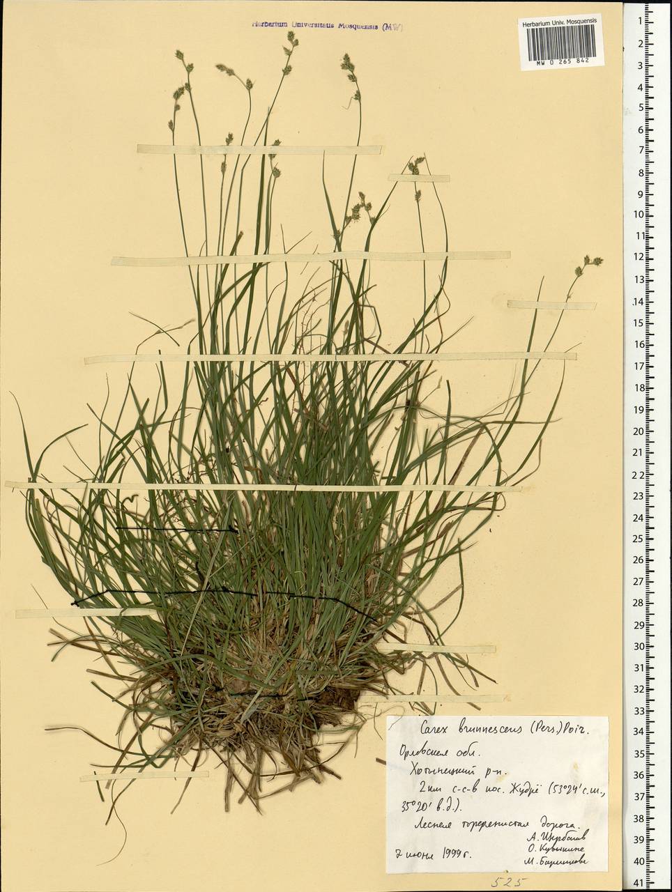 Carex brunnescens (Pers.) Poir., Eastern Europe, Central forest-and-steppe region (E6) (Russia)