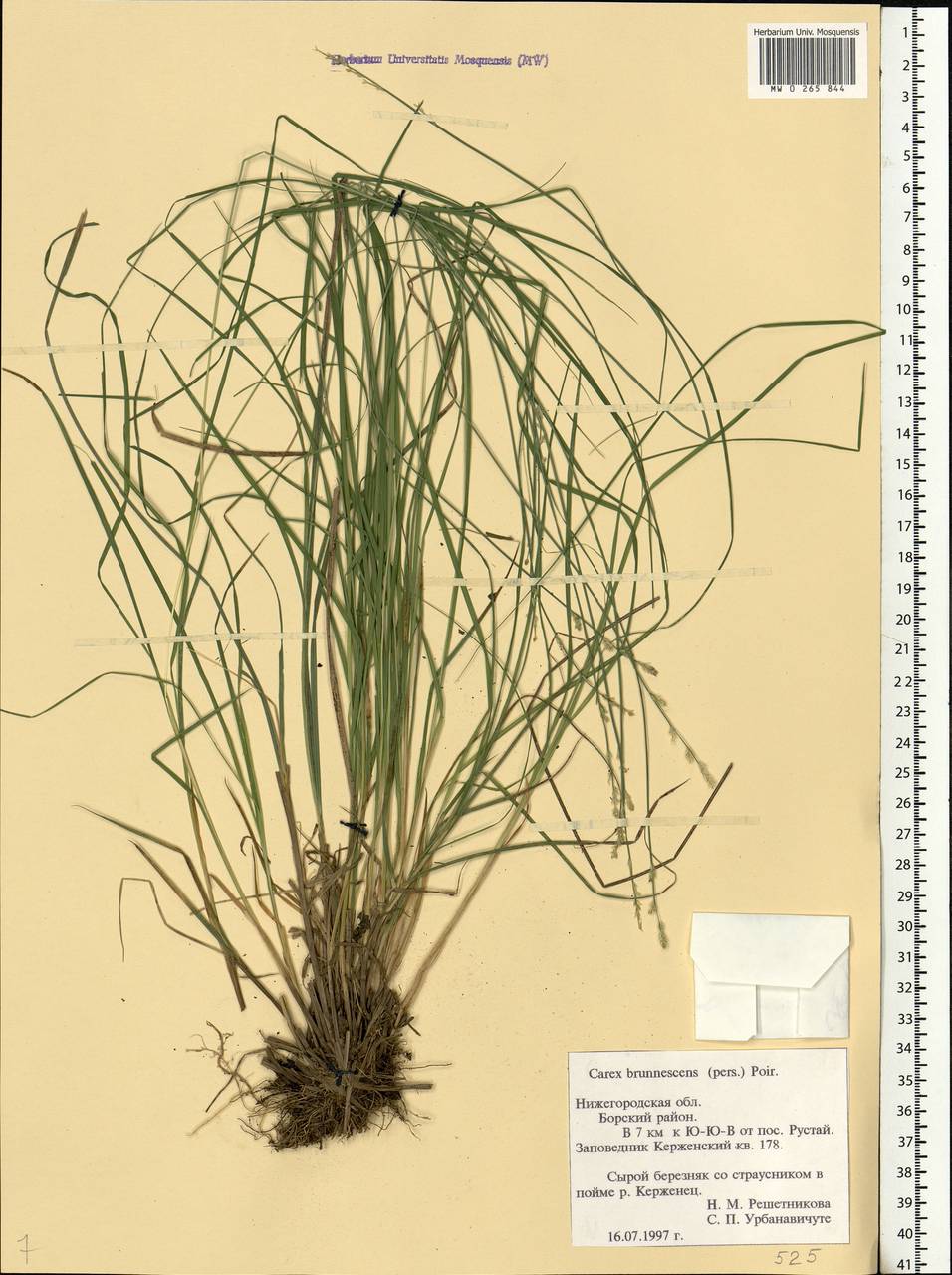 Carex brunnescens (Pers.) Poir., Eastern Europe, Volga-Kama region (E7) (Russia)