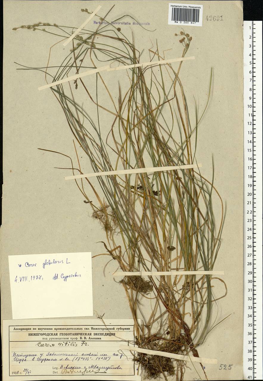 Carex brunnescens (Pers.) Poir., Eastern Europe, Volga-Kama region (E7) (Russia)