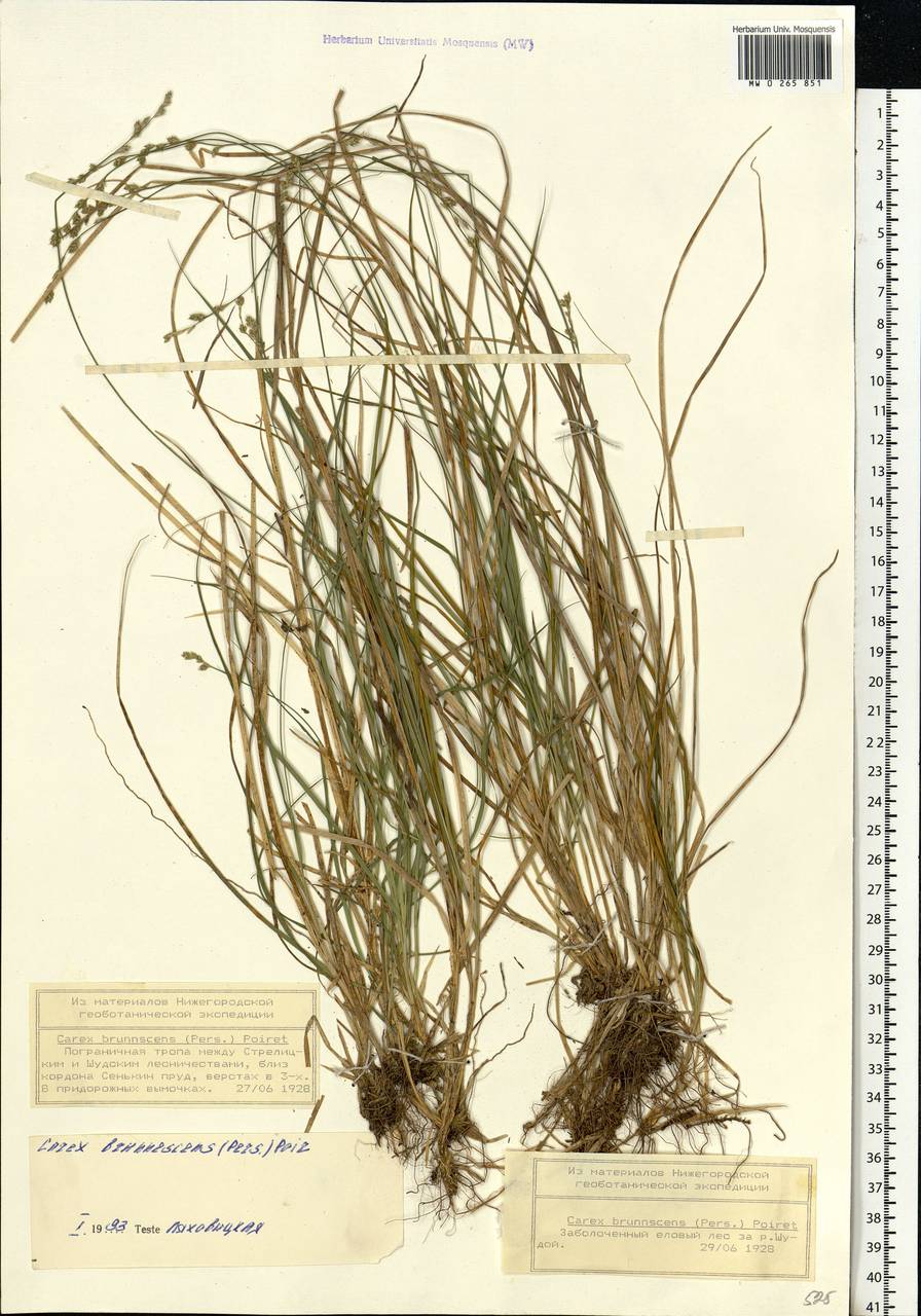 Carex brunnescens (Pers.) Poir., Eastern Europe, Volga-Kama region (E7) (Russia)