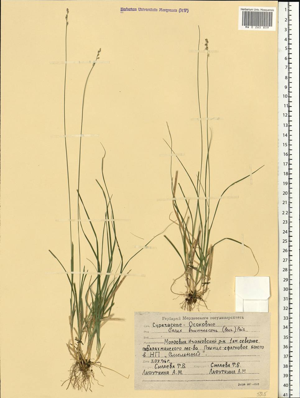Carex brunnescens (Pers.) Poir., Eastern Europe, Middle Volga region (E8) (Russia)