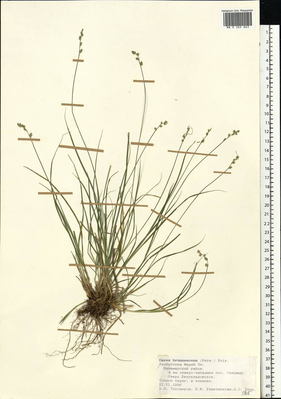 Carex brunnescens (Pers.) Poir., Eastern Europe, Middle Volga region (E8) (Russia)