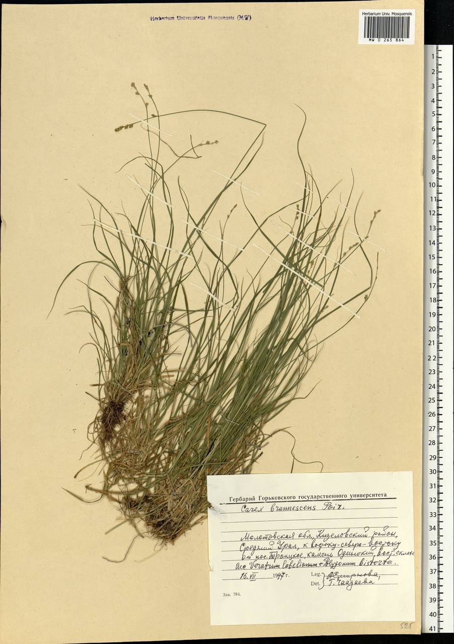 Carex brunnescens (Pers.) Poir., Eastern Europe, Eastern region (E10) (Russia)
