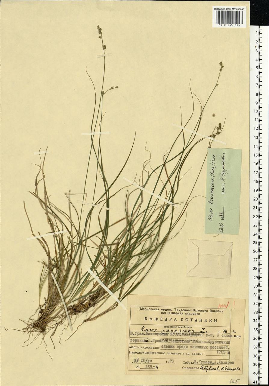 Carex brunnescens (Pers.) Poir., Eastern Europe, Eastern region (E10) (Russia)