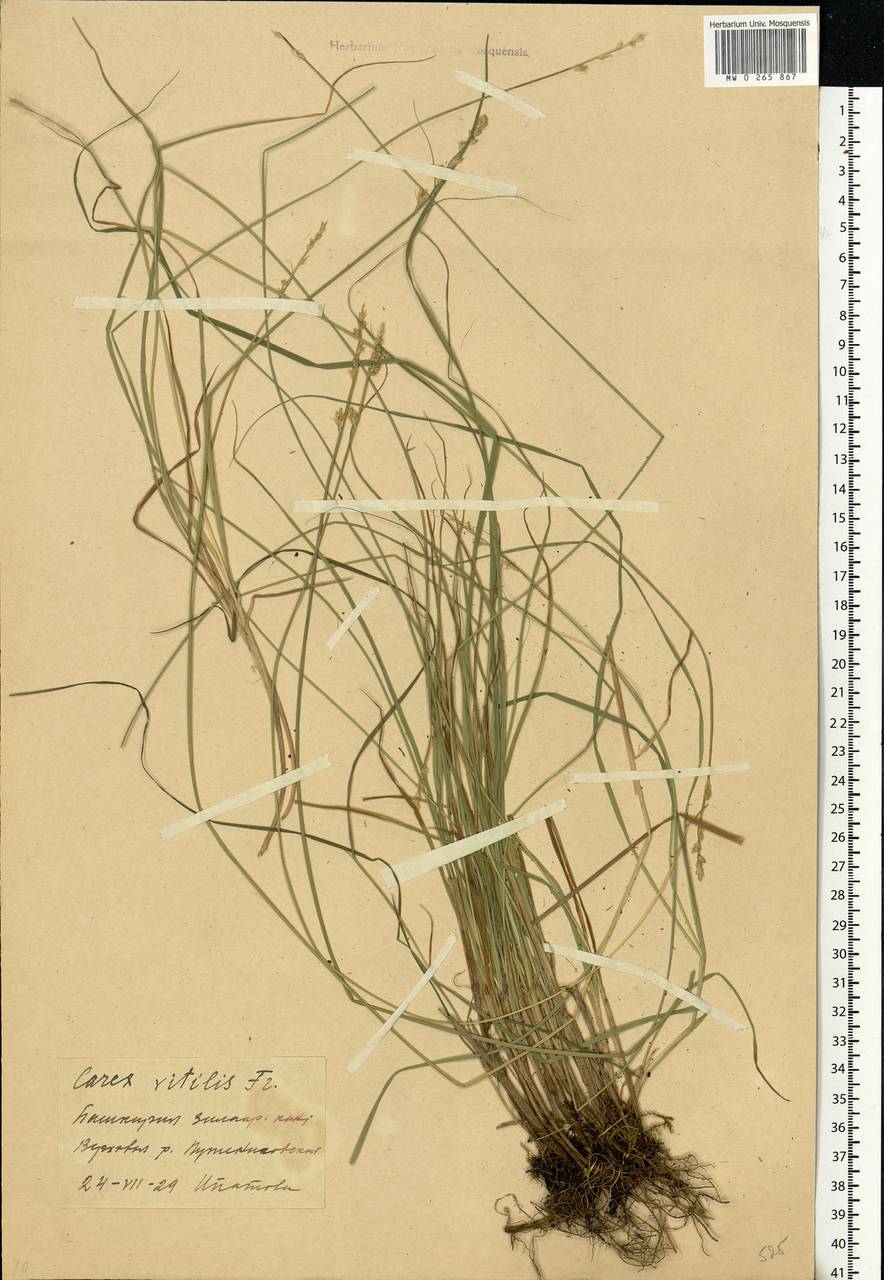 Carex brunnescens (Pers.) Poir., Eastern Europe, Eastern region (E10) (Russia)